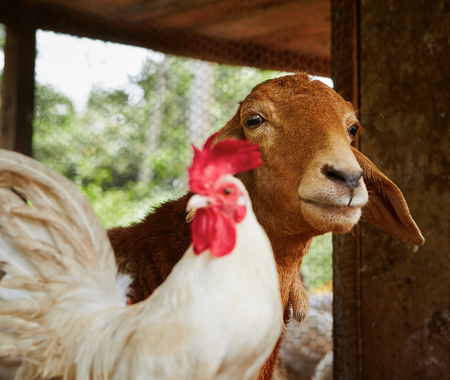 A goat and a rooster look off into the distance